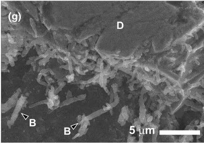 科学家竟在小行星样本中发现了细菌 这下问题可大了