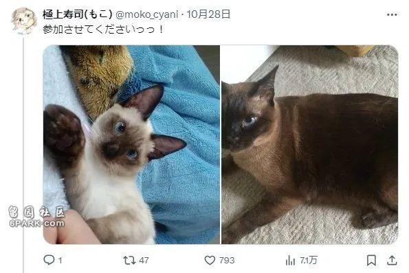 收养了只白色小奶猫 4年后彻底黑化 诈骗吗(组图)