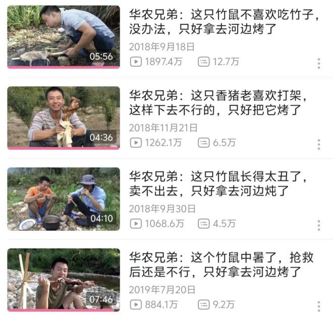 华农兄弟的竹鼠回归，为什么让百万网友泪目？