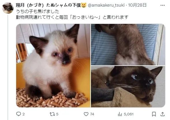 收养了只白色小奶猫 4年后彻底黑化 诈骗吗(组图)